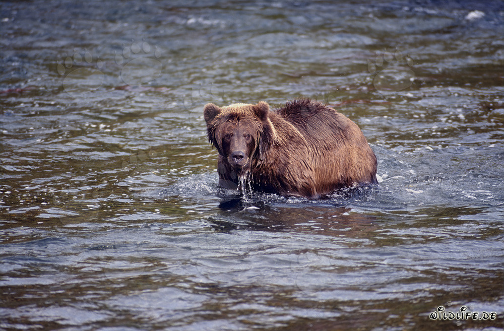 Brown Bear Fishing for Salmon in Brooks River