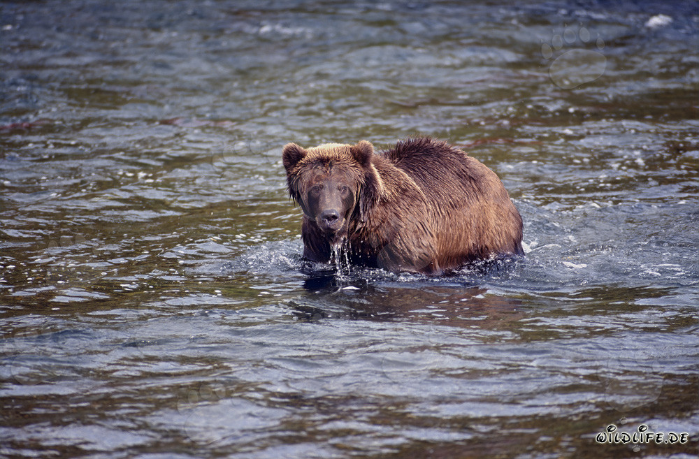 Ours brun pêchant le saumon dans la rivière Brooks