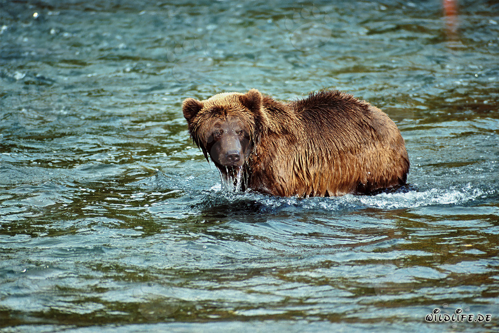 Brown Bear at Brooks River Observing its Counterparts
