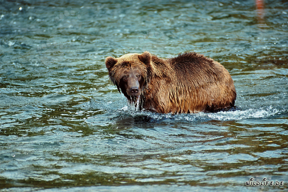 Orso bruno osserva il suo simile al Brooks River