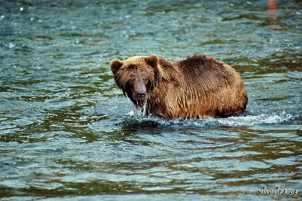 Oso pardo observando a su congénere en el río Brooks