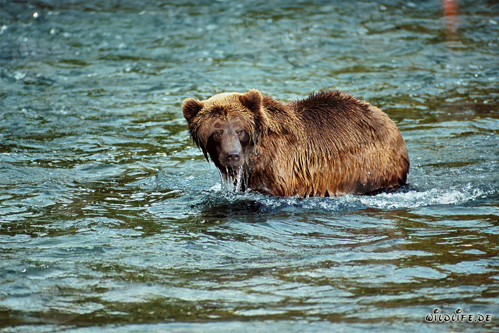 Ours brun observant son congénère au Brooks River