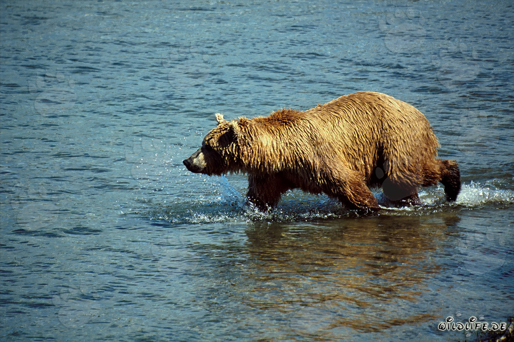 Braunbär beobachtet majestätisch Lachse im klaren Flusswasser