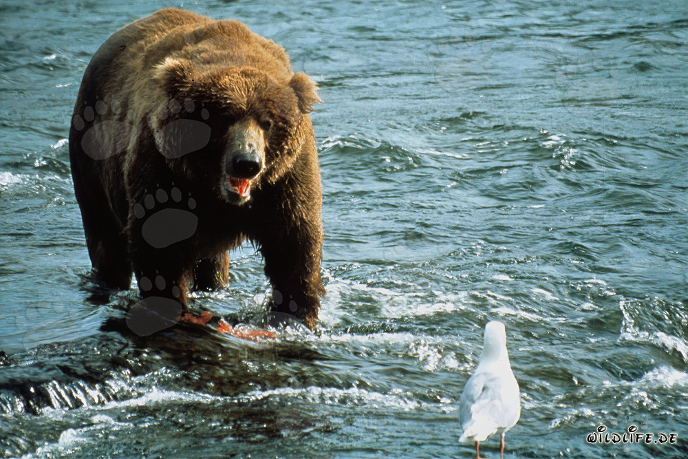 Braunbär und Möwe am Brooks River in Alaska beobachten