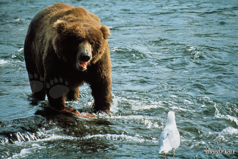 Observing a brown bear and a seagull at Brooks River in Alaska