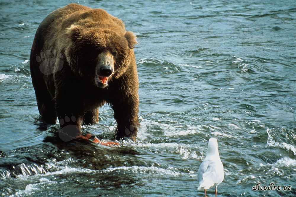 Osservare l'orso bruno e il gabbiano sul fiume Brooks in Alaska