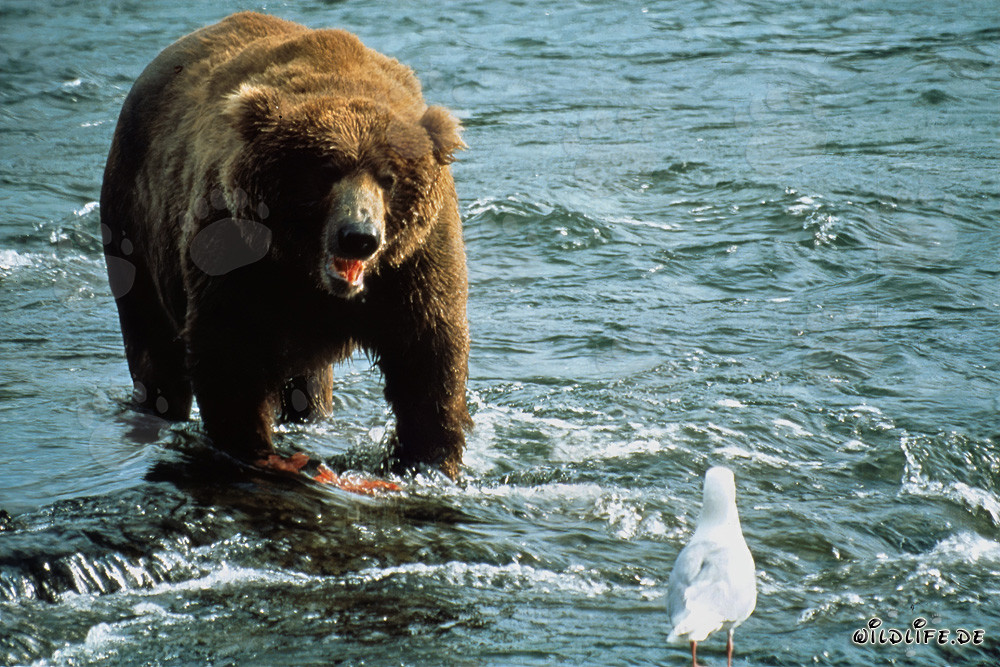 Observar al oso pardo y la gaviota en el río Brooks en Alaska