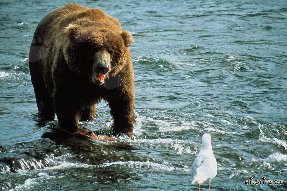 Observer l'ours brun et la mouette au Brooks River en Alaska
