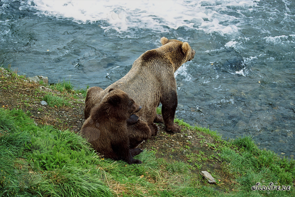 Brown bears observe the fascinating activities at the rushing waterfall