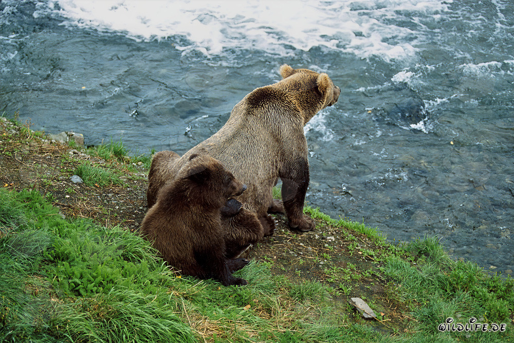 Observación de las fascinantes actividades de los osos pardos en la cascada impetuosa