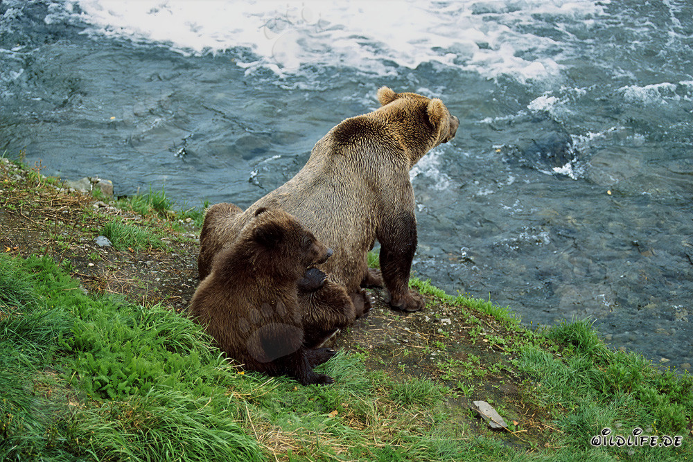 Observation des activités fascinantes des ours bruns au bord de la cascade impétueuse