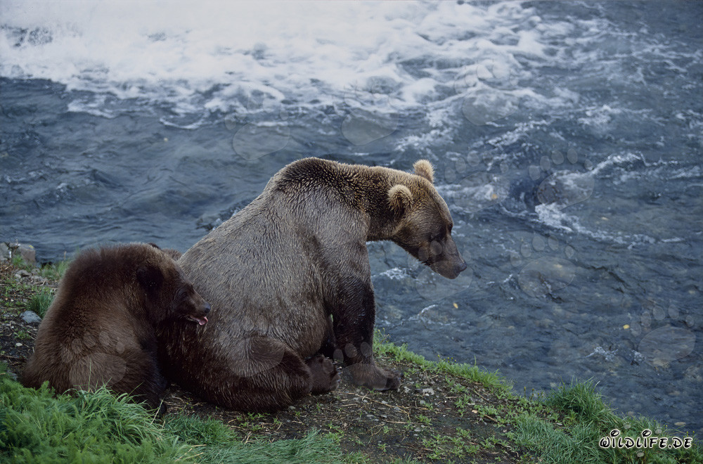 Braunbärin mit Jungbär am Brooks River - Naturschönheit in Aktion