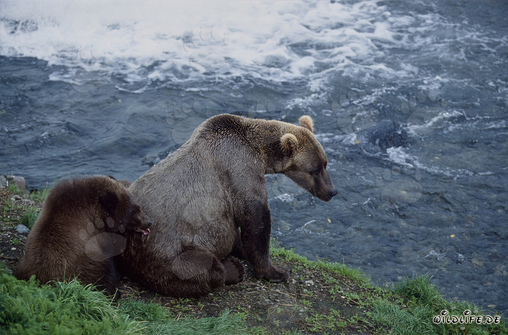 Brown bear with cub at Brooks River - Fascinating encounter in the Alaskan wilderness