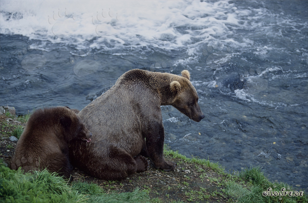 Orsa bruna con orsetto al Brooks River - Incontro affascinante nella natura selvaggia dell'Alaska