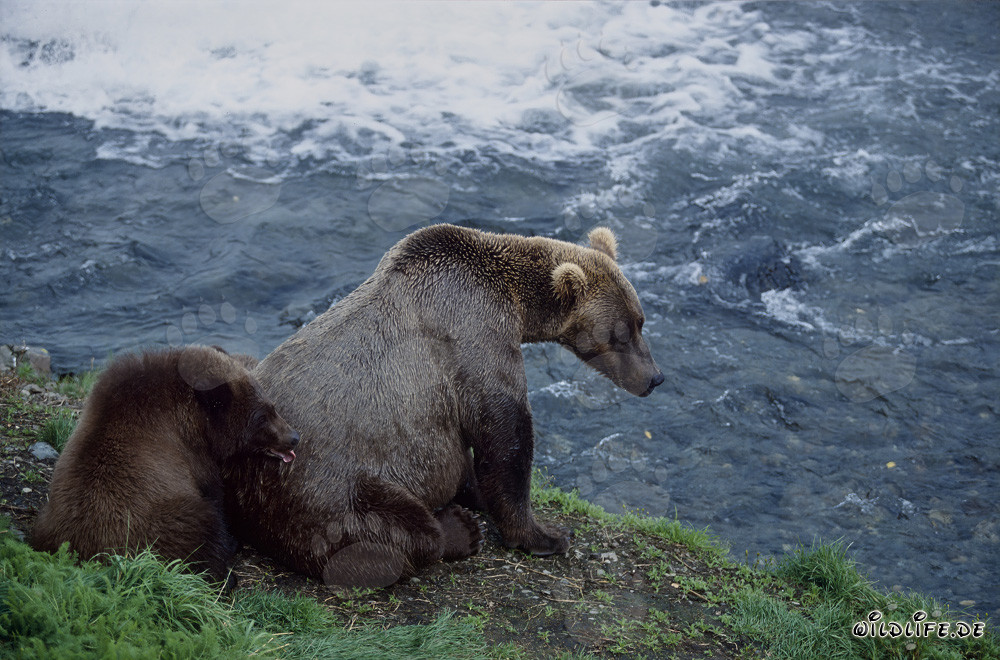 Osa parda con osezno en el río Brooks - Encuentro fascinante en la naturaleza salvaje de Alaska