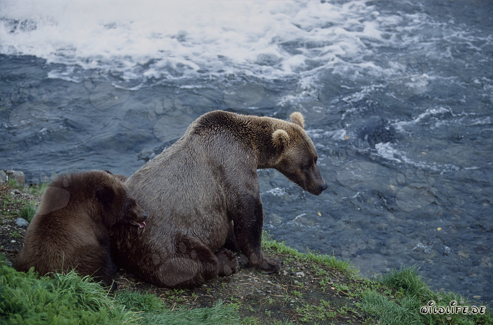 Ourse brune avec ourson au Brooks River - Rencontre fascinante dans la nature sauvage de l'Alaska