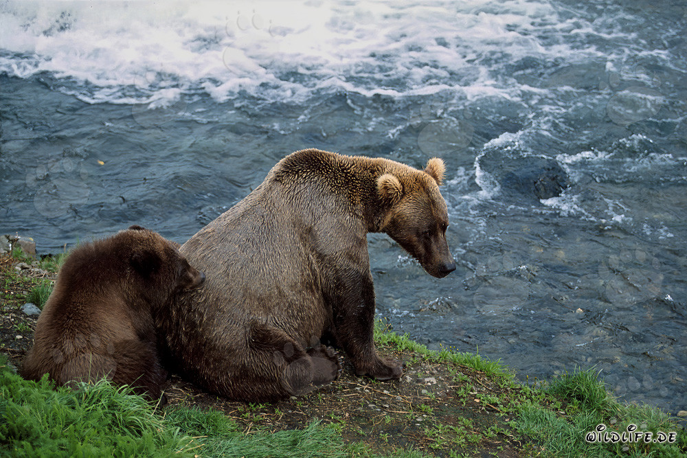 Relaxing bear family on the picturesque river bank