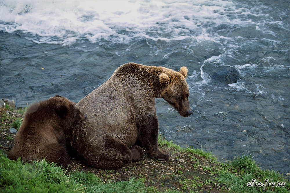 Famille d'ours relaxante au bord pittoresque de la rivière