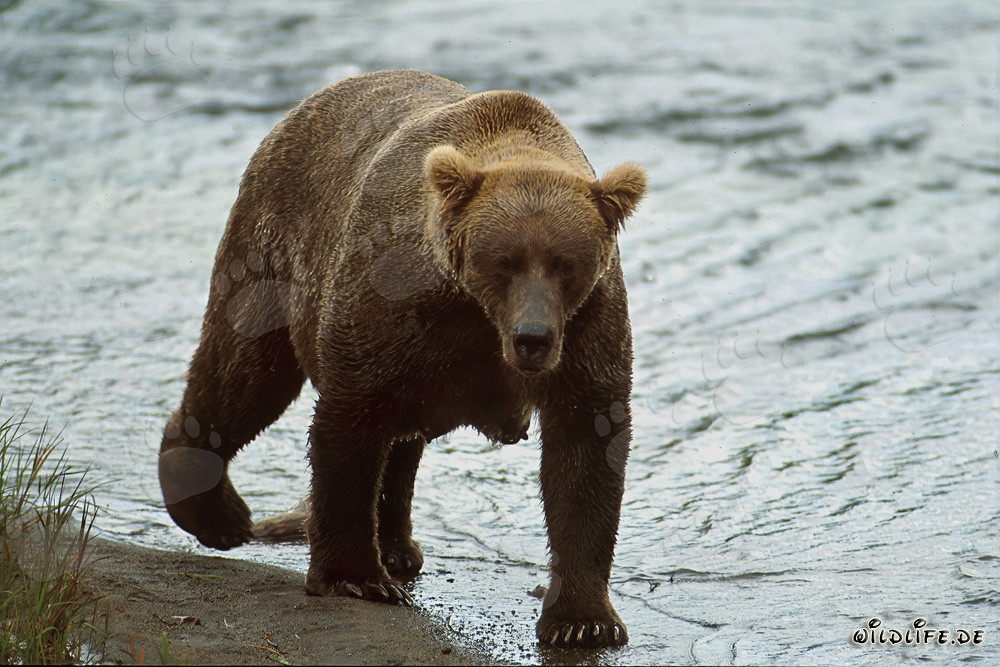 Impressionnant grizzly avec une épaisse couche de graisse