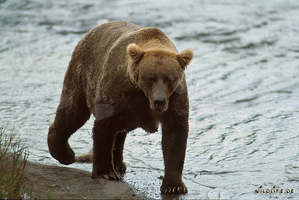 Maestoso orso bruno con spessa riserva di grasso