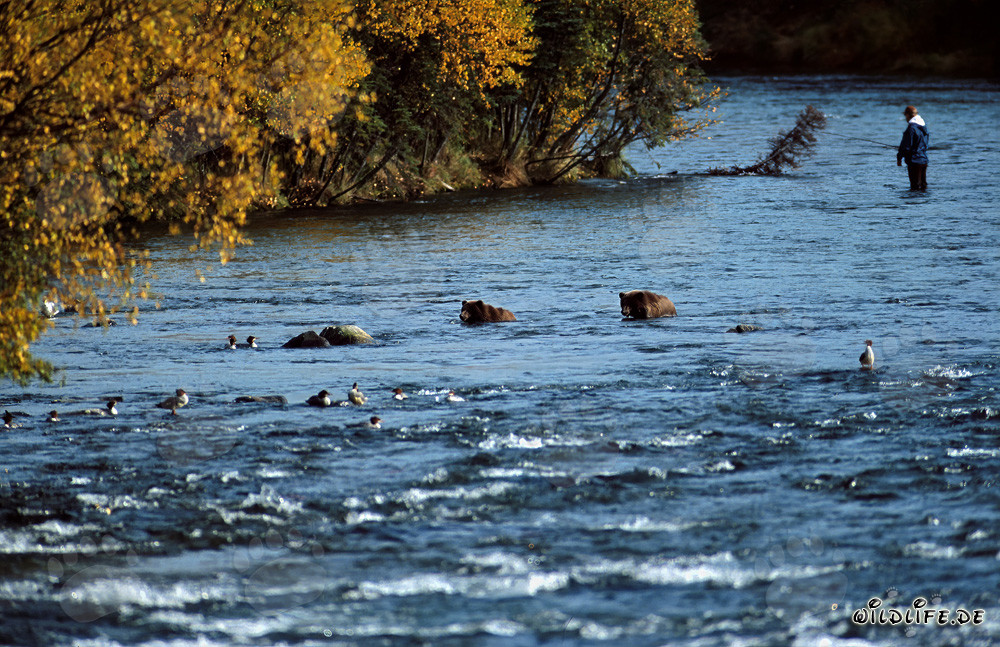 Braunbär am Brooks River beobachtet Lachse
