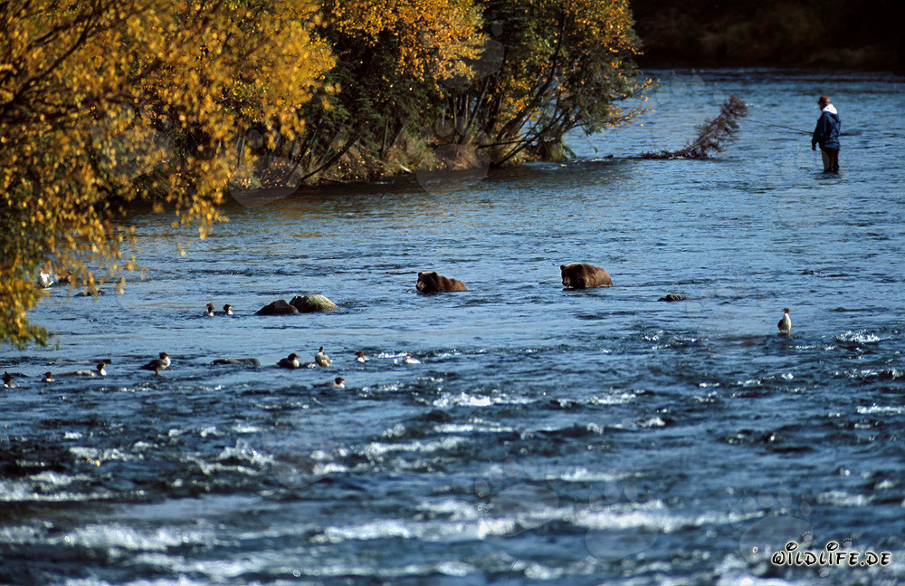 Brown bear at Brooks River watching salmon