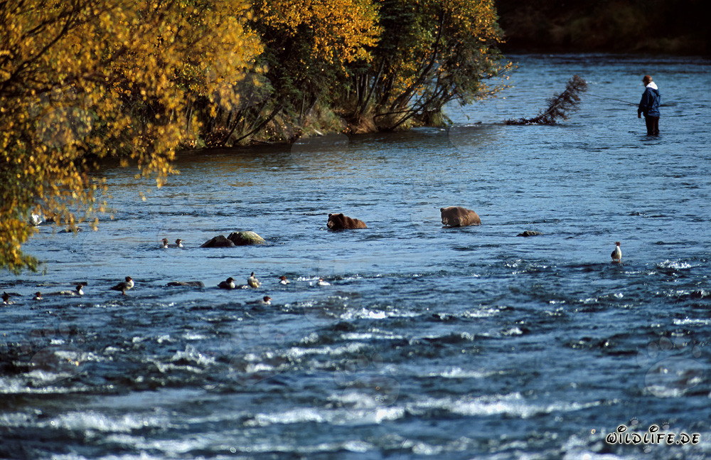 Orso bruno osserva i salmoni al Brooks River in Alaska