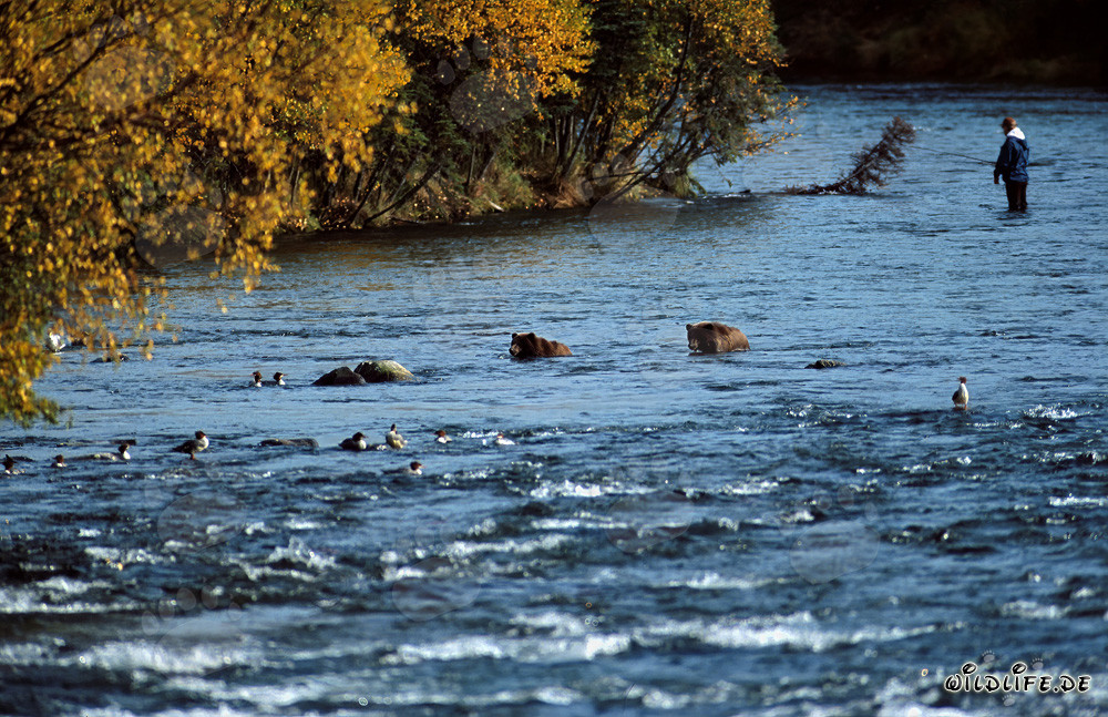 Ours brun observant les saumons à Brooks River en Alaska