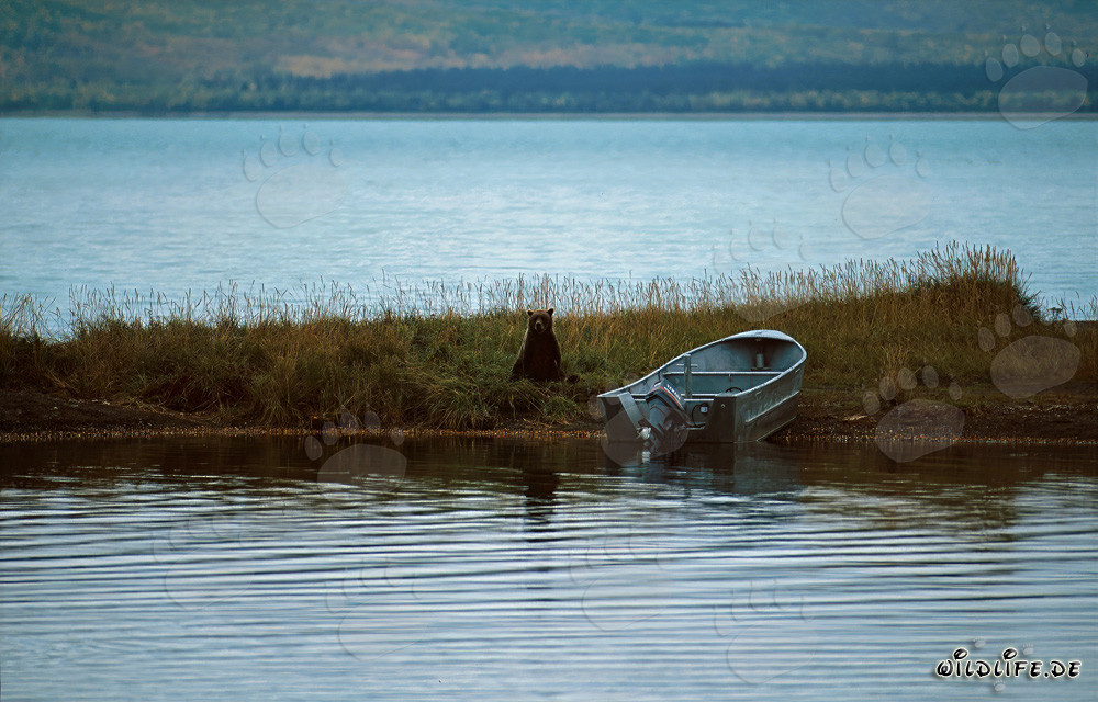 Majestätischer Braunbär am Brooks River in Katmai, Alaska