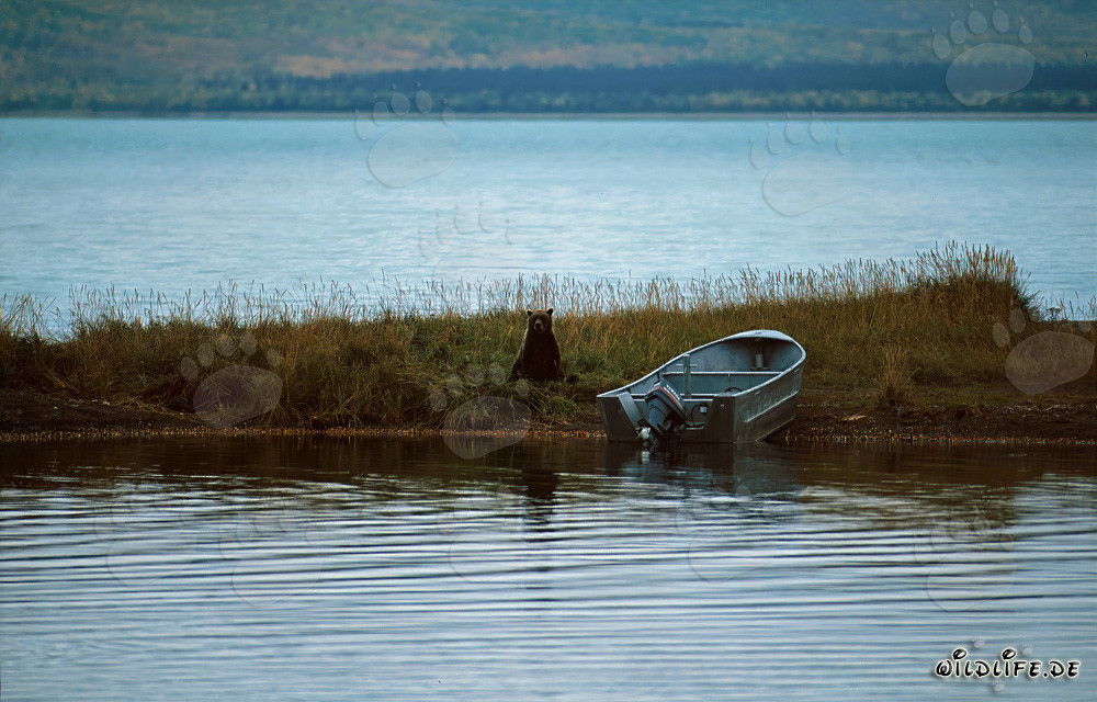 Maestoso orso bruno sul fiume Brooks a Katmai, Alaska