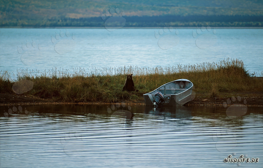 Ours brun majestueux sur la rivière Brooks à Katmai, Alaska