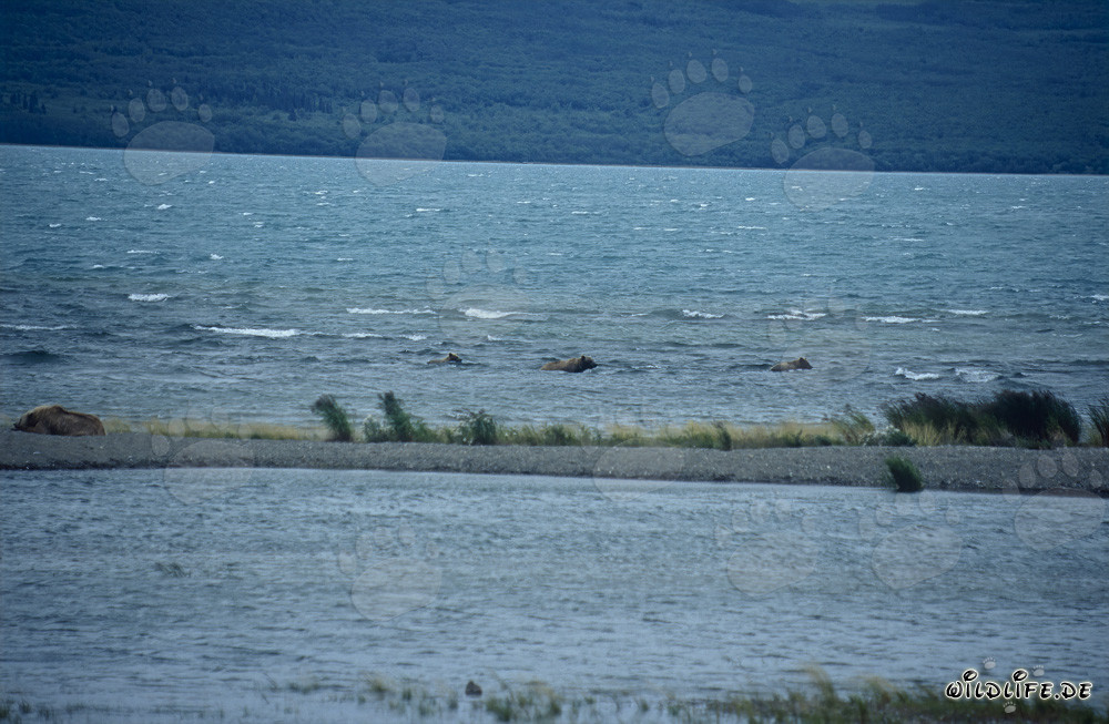 Majestätische Braunbären am Naknek Lake in Alaska