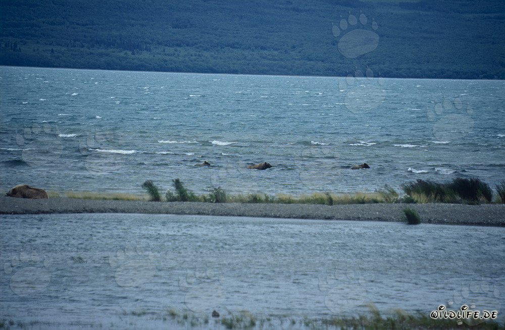 Majestic Brown Bears at Naknek Lake in Alaska