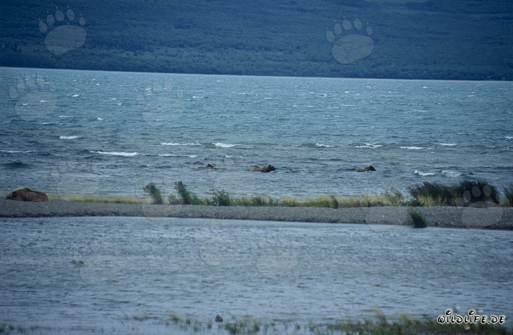Osos pardos majestuosos en el lago Naknek en Alaska