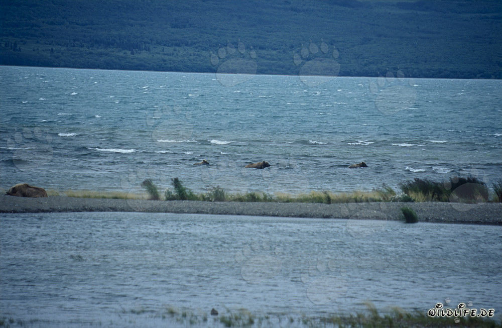 Ours bruns majestueux au lac Naknek en Alaska