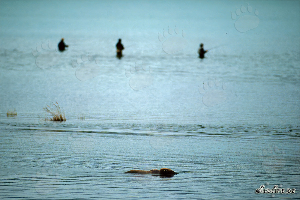 Braunbär am Brooks River in Alaska beobachtet Lachse