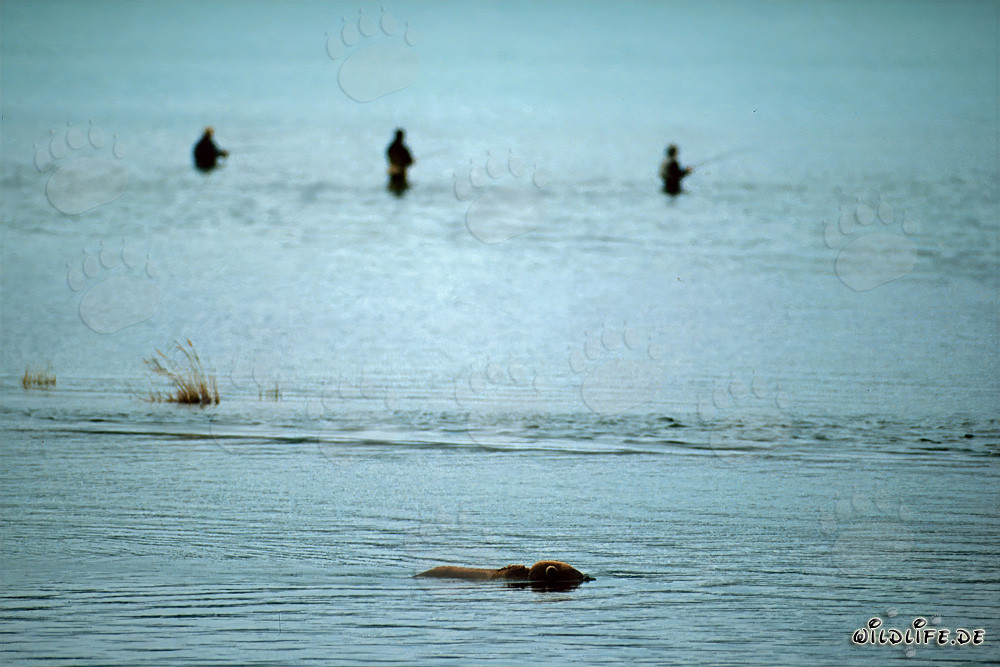 Brown bear watching salmon at Brooks River in Alaska
