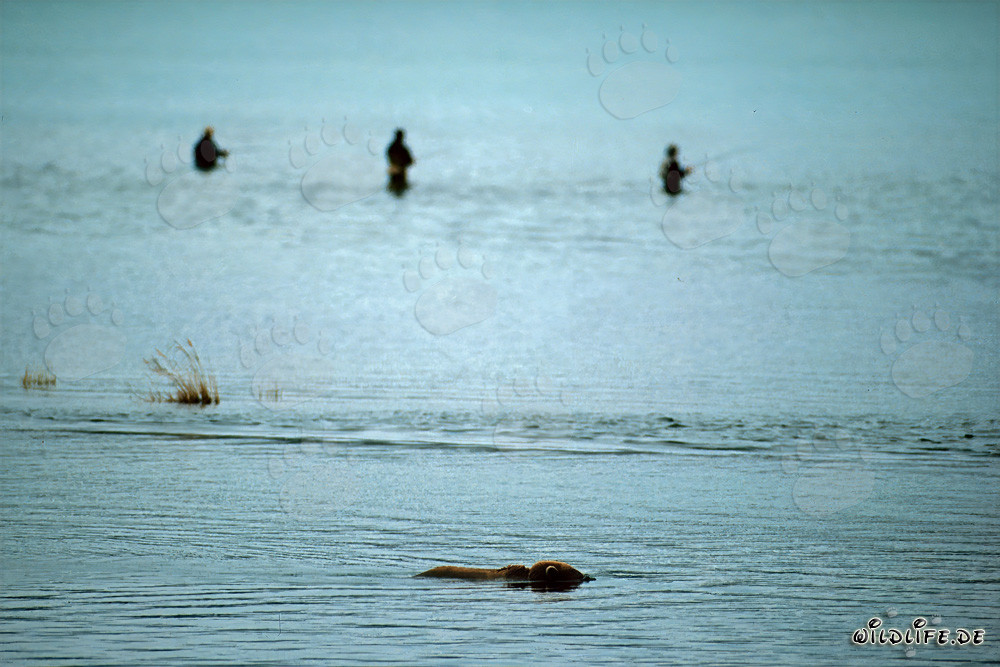 Orso bruno osserva i salmoni a Brooks River in Alaska
