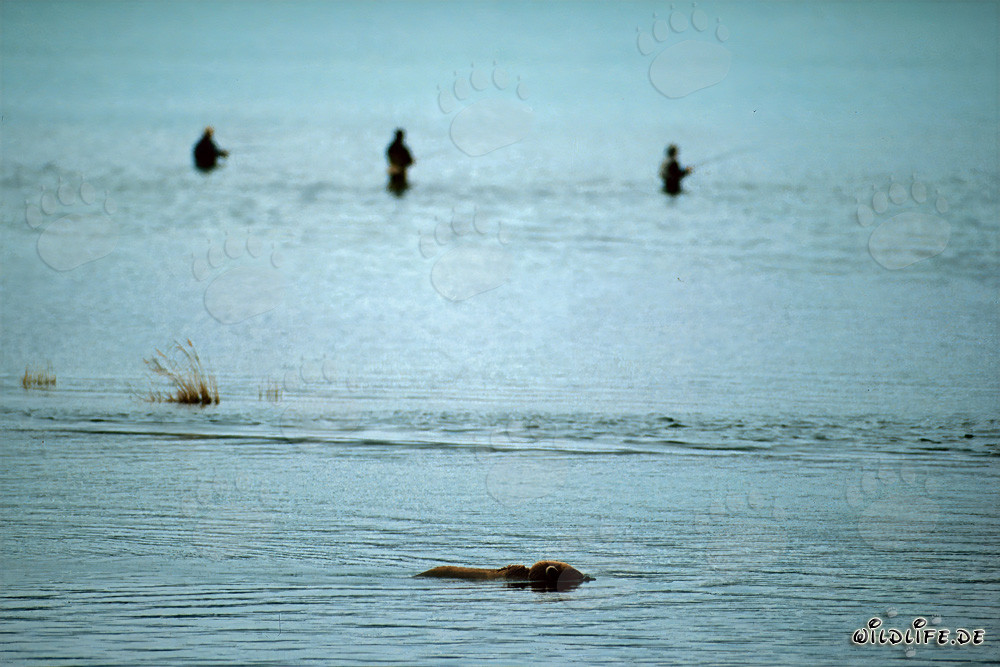 Oso pardo observando salmones en Brooks River en Alaska