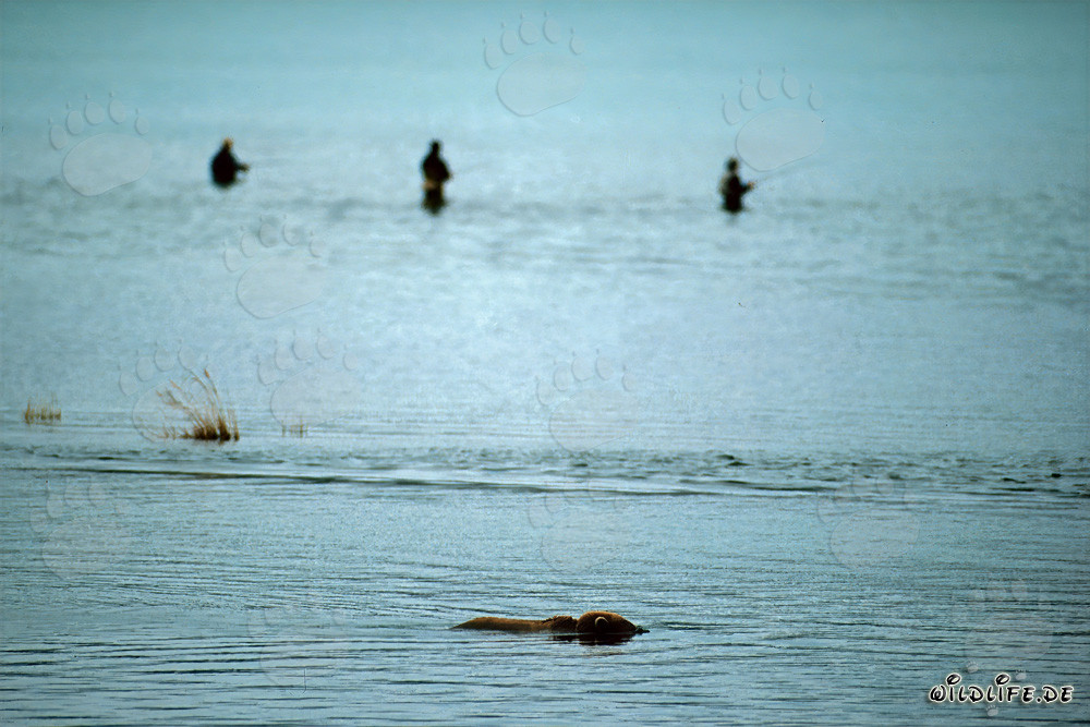 Ours brun observant les saumons à Brooks River en Alaska
