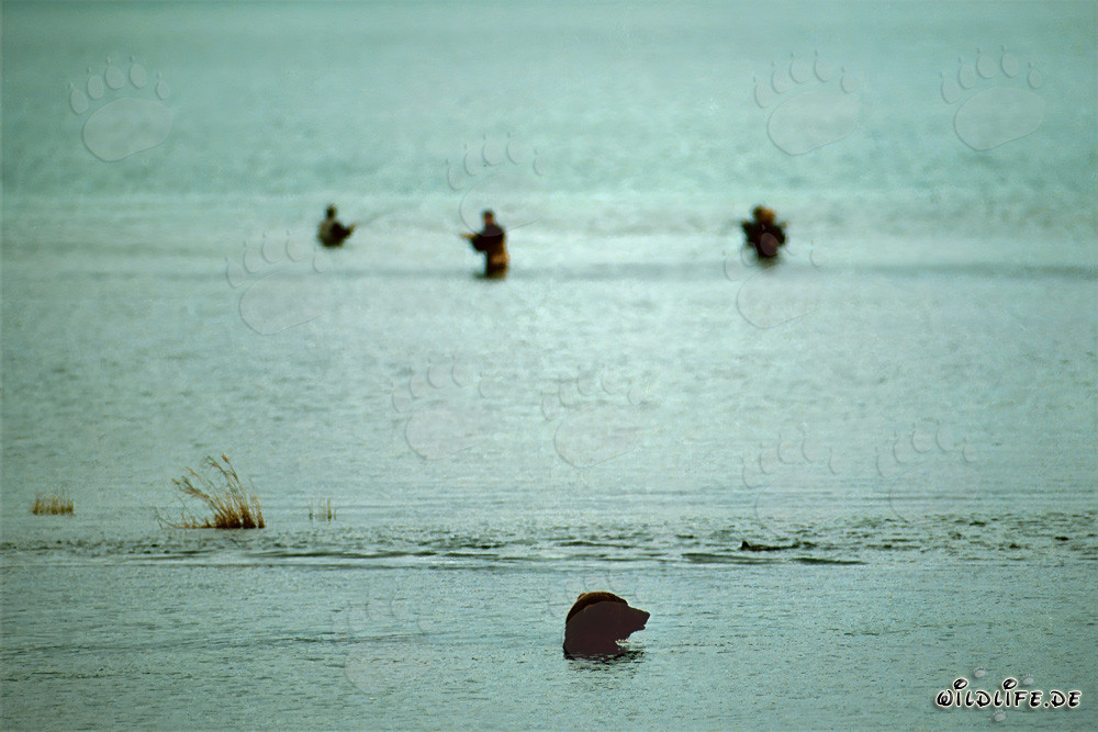 Braunbär am Brooks River, auf der Suche nach Lachsen