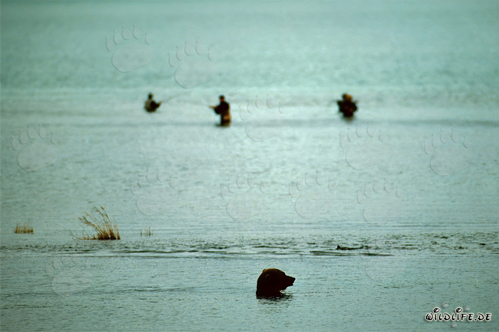 Brown bear at Brooks River, hunting for salmon
