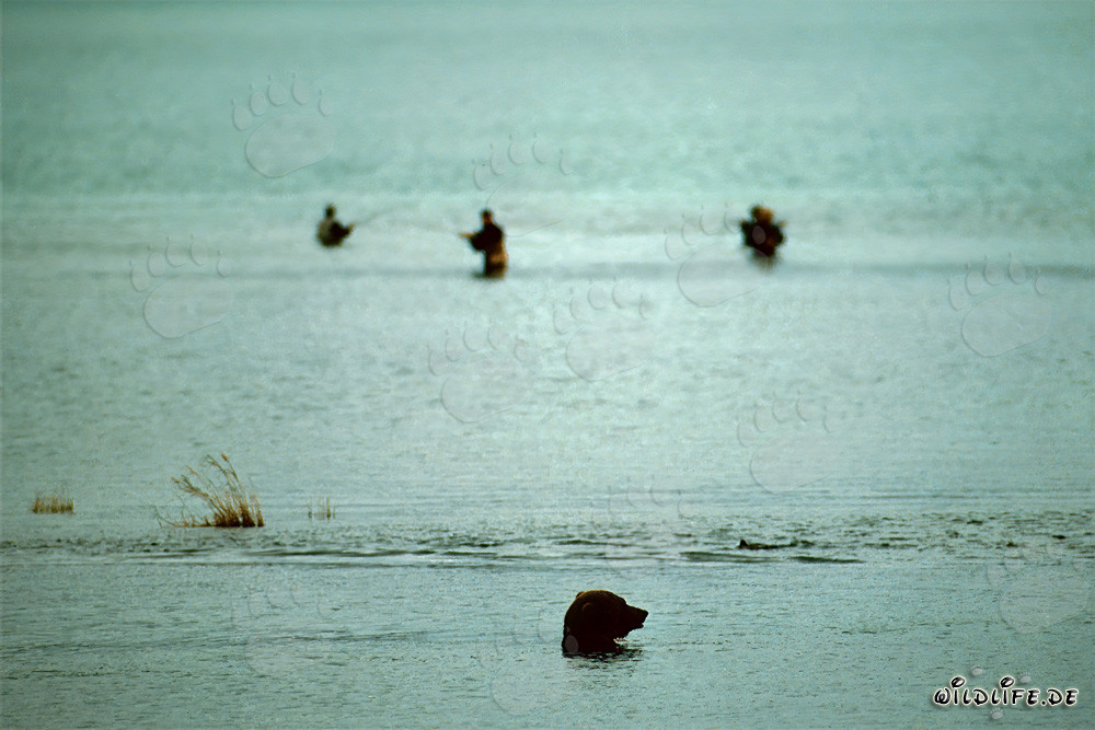 Oso pardo en el río Brooks, en busca de salmones