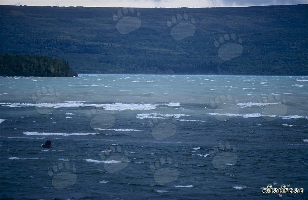 Braunbär beobachtet beim Fischen im Naknek Lake in Alaska