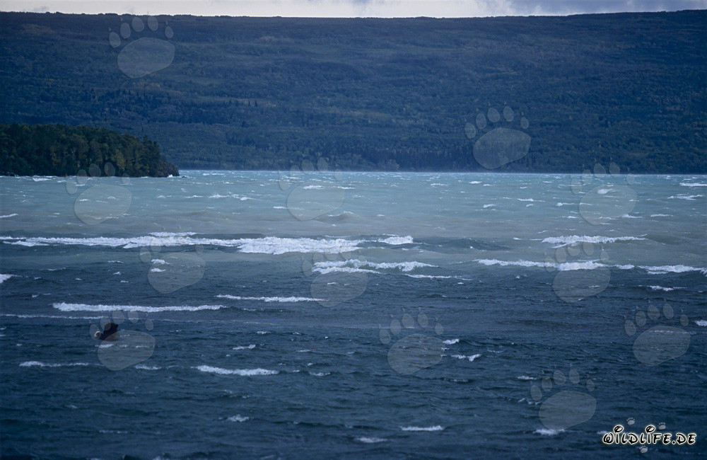 Brown bear observed fishing in Naknek Lake in Alaska