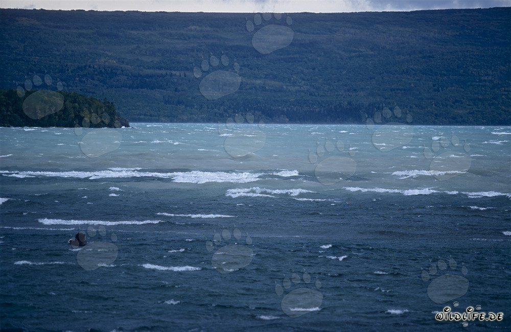 Orso bruno osservato mentre pesca nel lago Naknek in Alaska