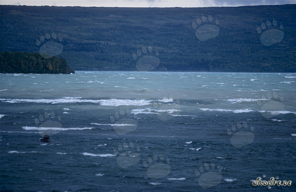 Oso pardo observado pescando en el lago Naknek en Alaska