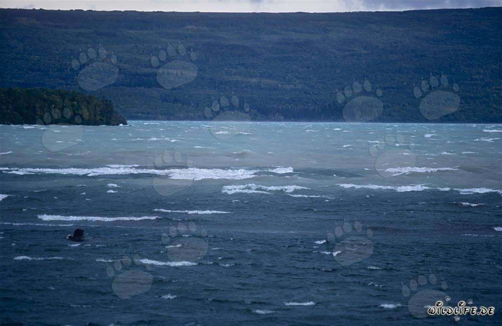 Ours brun observé en train de pêcher dans le lac Naknek en Alaska