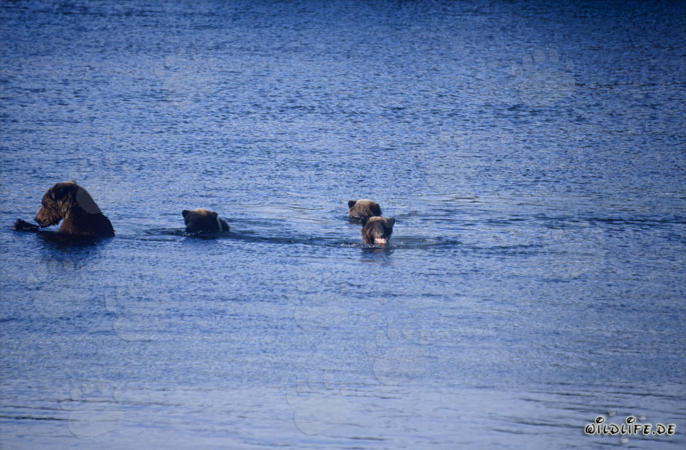 Braunbärin mit drei Jungbären am Naknek Lake in Alaska