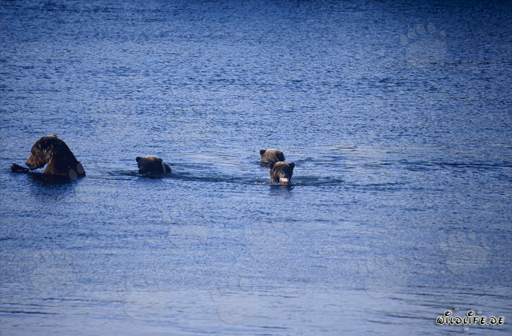 Brown bear with three cubs at Naknek Lake in Alaska